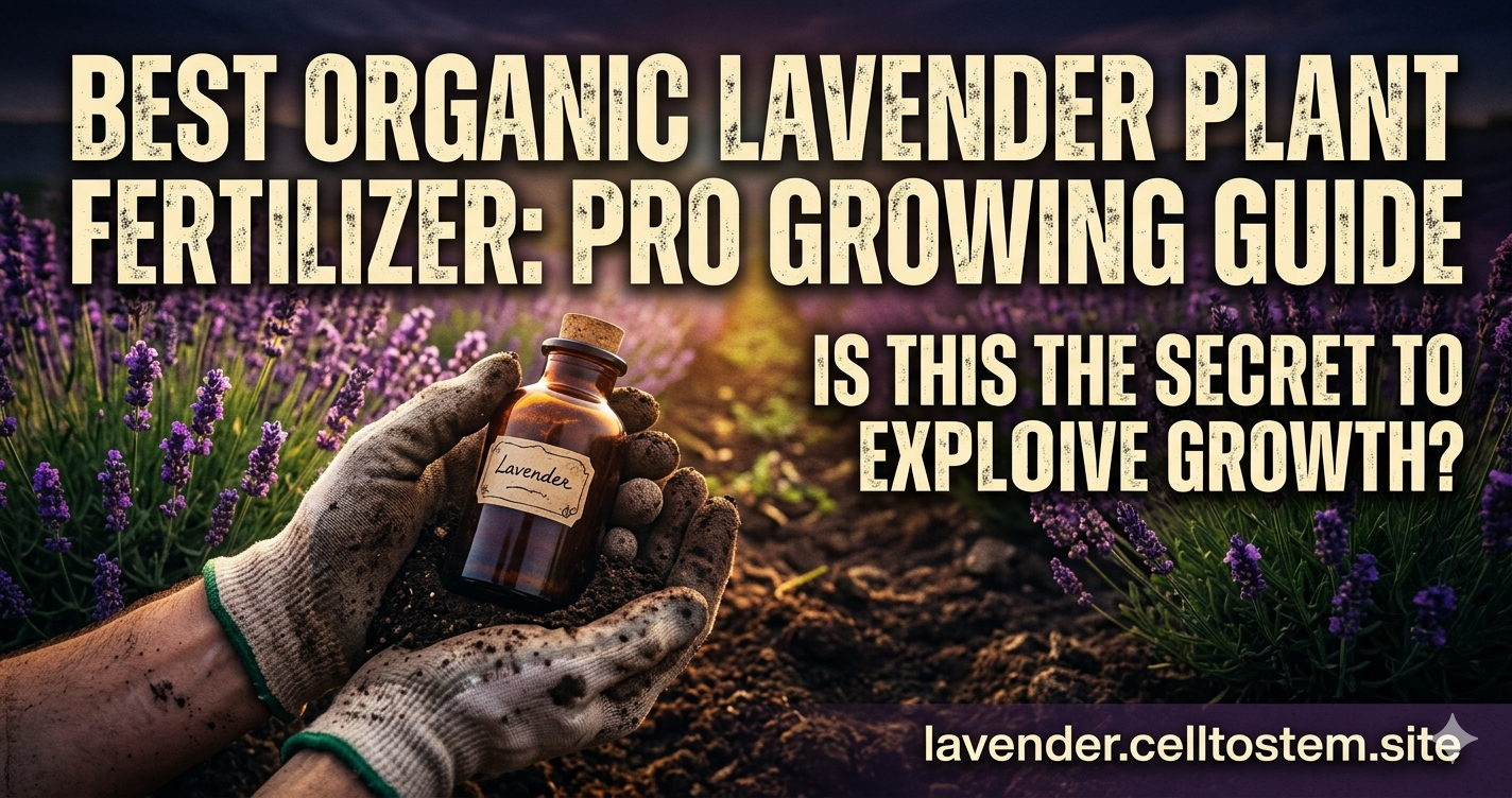 Best Organic Lavender Plant Fertilizer Pro Growing Guide