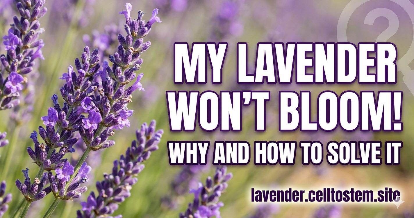 Fix Your Lavender Why It Won't Bloom & How to Solve It