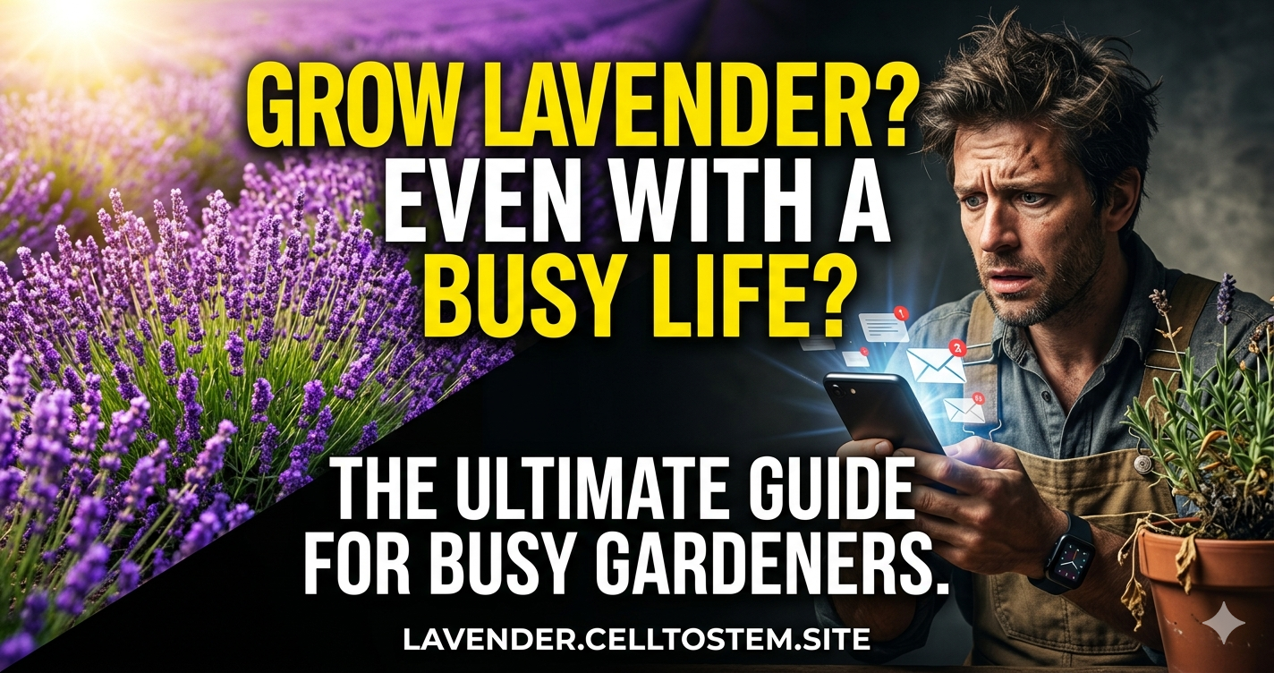 How to Grow Lavender